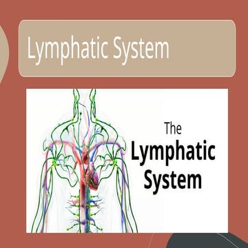 Human Anatomy- histology of lymphatic system | PPTX