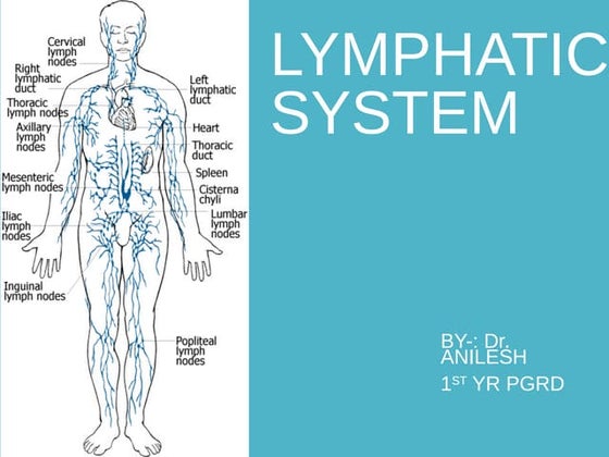 Lymph Node Locations Male