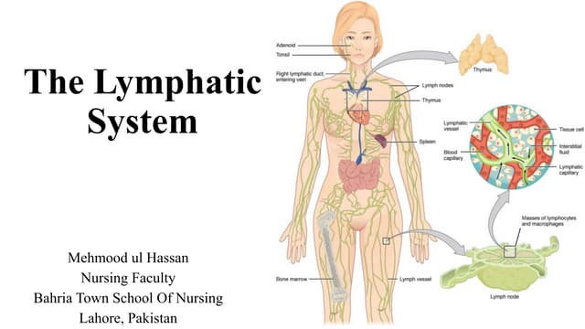Lymphatic system