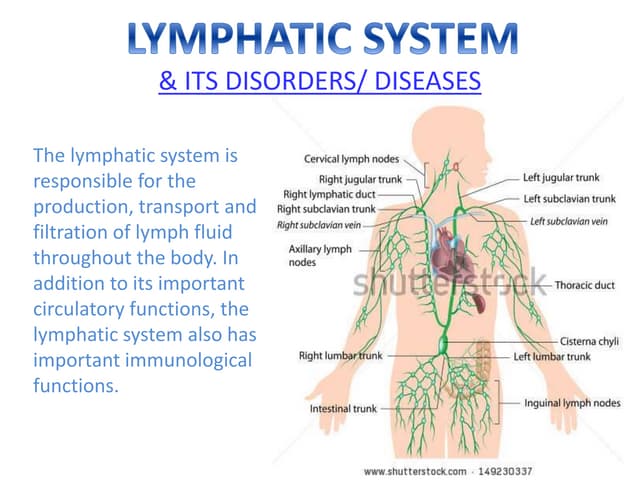 Lymphatic system