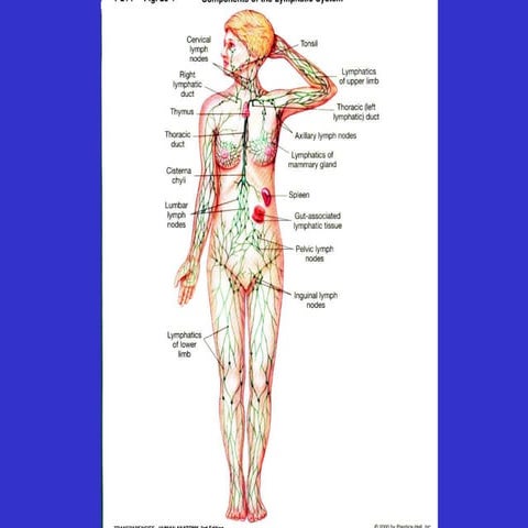 Lymphatic System.ppt