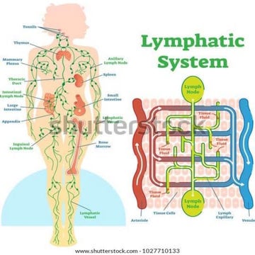 lymphatic system system, general anatomy.pptx