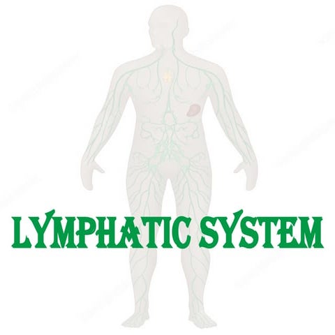 lymphatic system lymh glands lymph and glands