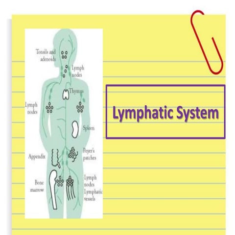 Lymphatic system mine