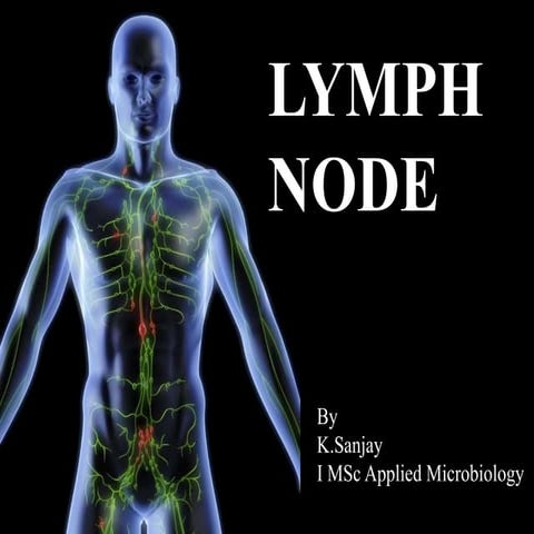 lymph node.ppt