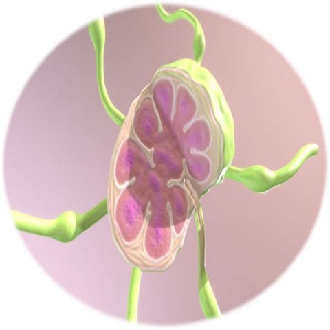 LYMPH NODES | PPT