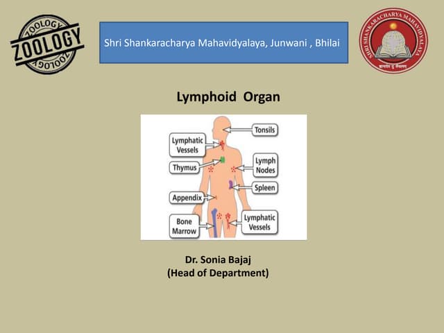 Lymphoid organ -Primary & secondary organ