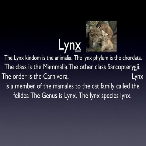 Lynx Megan Staffanou | PPT