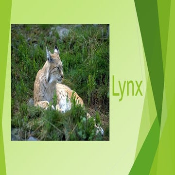 Lynx