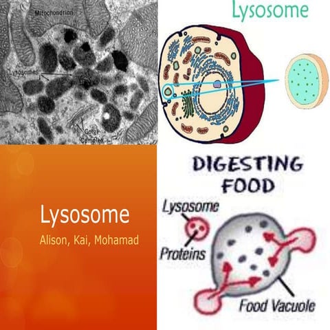 Lysosome