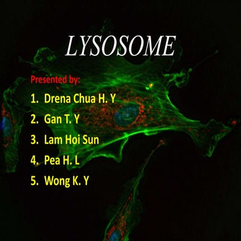 Lysosome