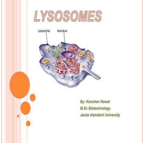 lysosomes-ppt