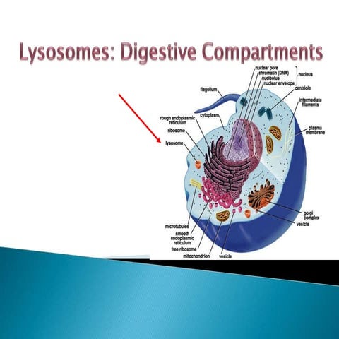 Lysosomes mbb