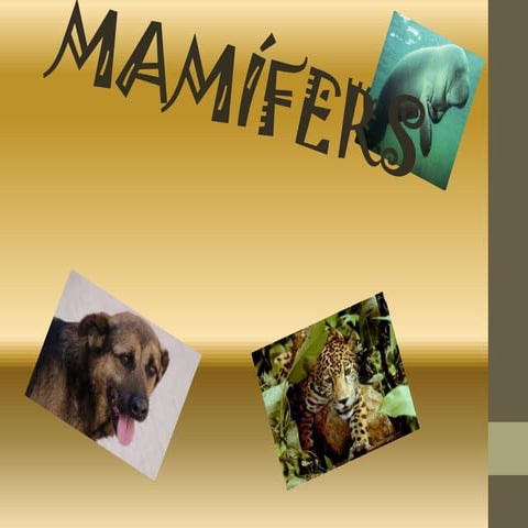 M.b.b microsoft power point