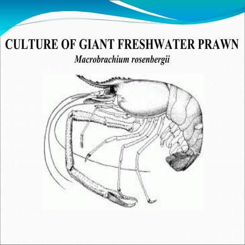 fresh water prawn
