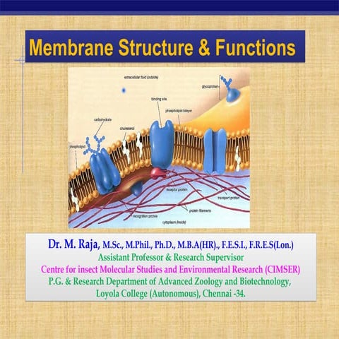 M. Raja_ CellMembraneDiffusion.ppt cell membrane | PPT