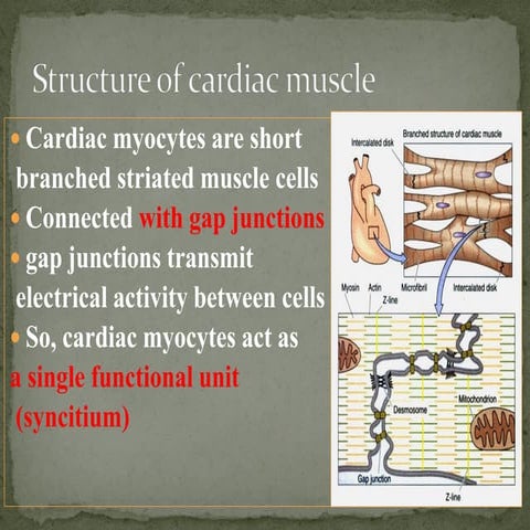 Structure of the Cardiac muscles 