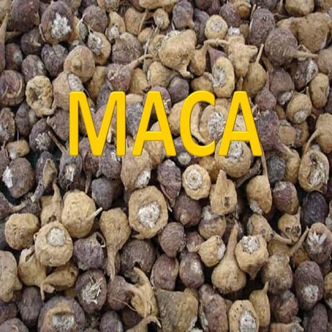 La maca | PPTX