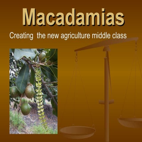 Macadamia  nut production create the new middle class