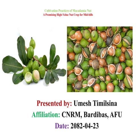 Macadamia nut Cultivation in Nepal..pptx