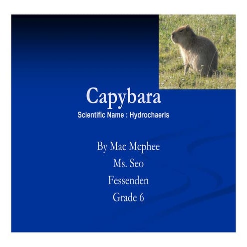 Mac capybara3