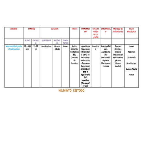 Macracanthorhynchus Hirudinaceous