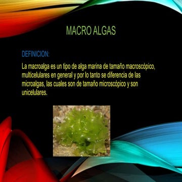 MACRO ALGAS