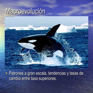 Macroevolución
