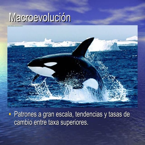 Macroevolución