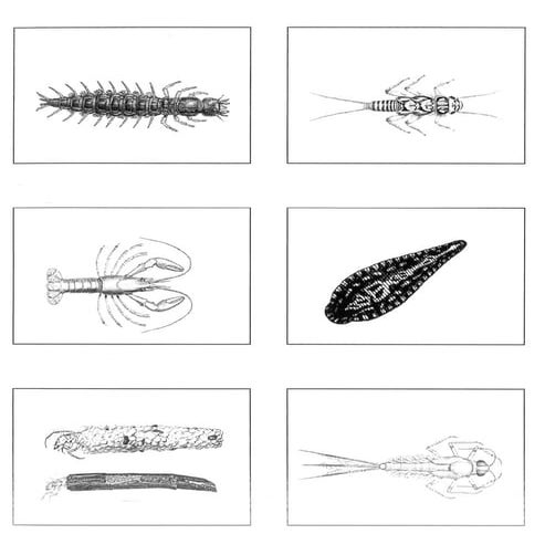 Macroinvertebrate cards with no names | PDF