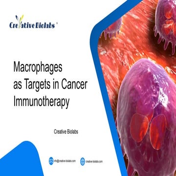 Macrophages as Targets in Cancer Immunotherapy - Creative Biolabs