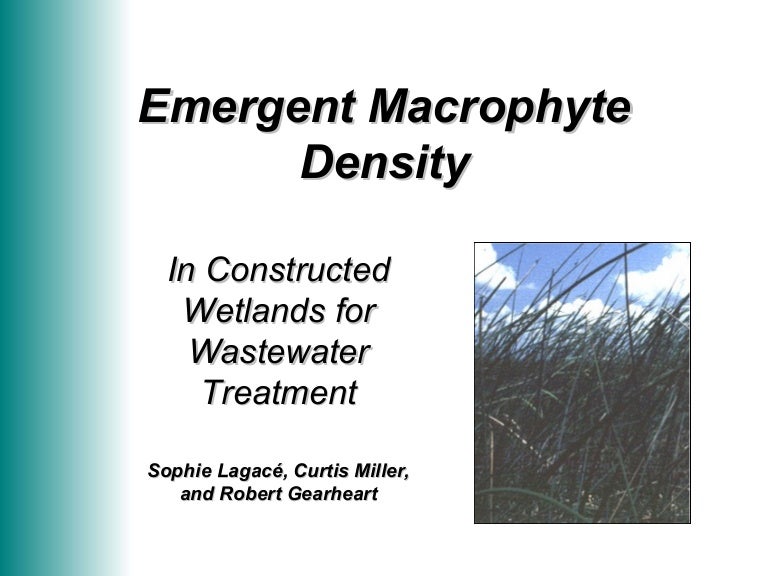 Macrophyte Density in Constructed Wetlands