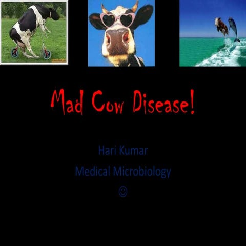 Mad cow disease of human beings important.ppt
