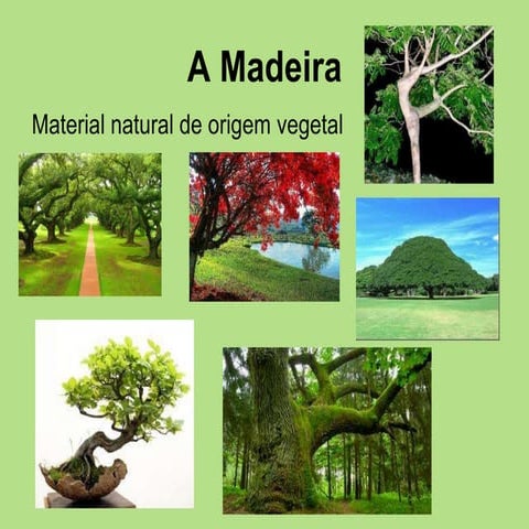 Madeiras | PPTX