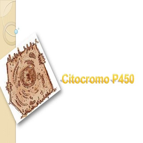 Citocromo P450
