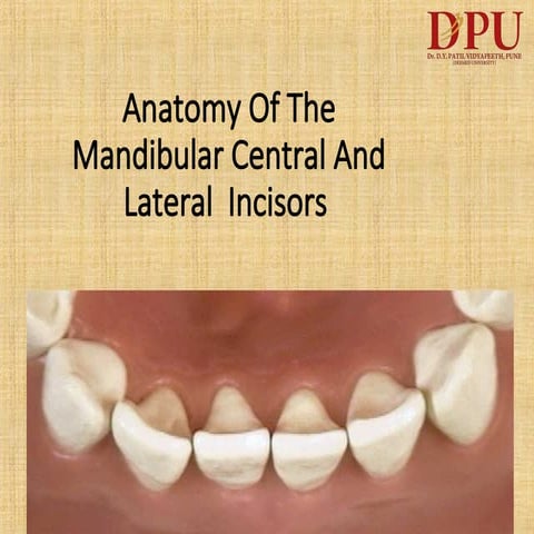 Mandibular central & lateral incisors | PPTX