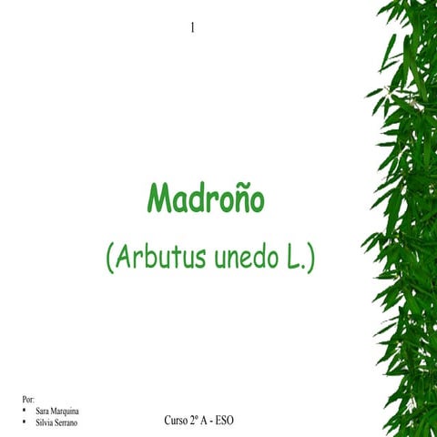 Madroño Saras y Silvia 