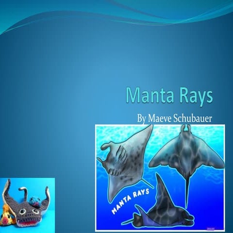 Maeve-Manta Rays | PPTX