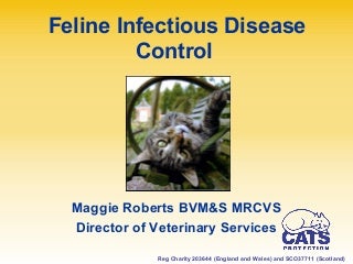 5 Ideas For Small Dog Breeds