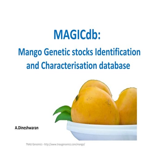 MAGICDB : Mango Genetic stocks Identification and Characterisation Data Base
