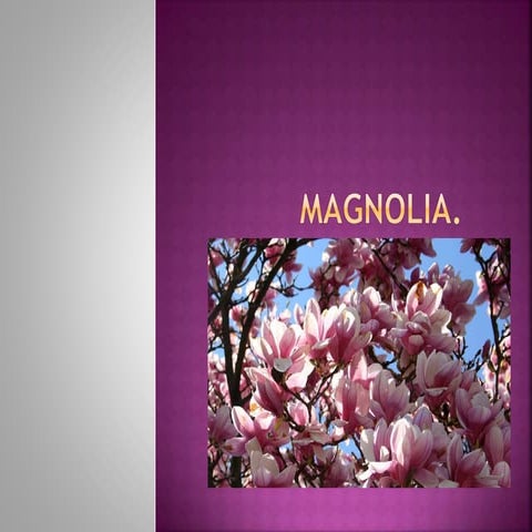 magnolia-ppt