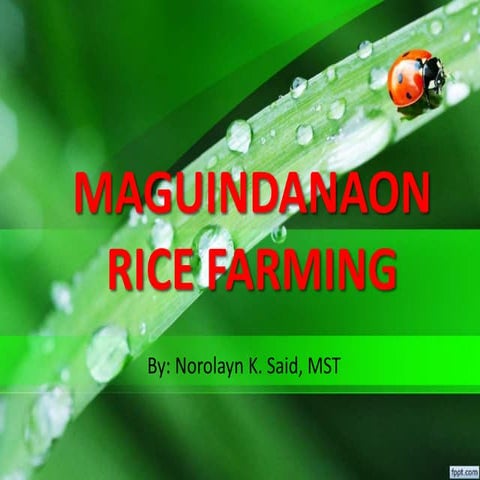 Maguindanaon Rice Farming