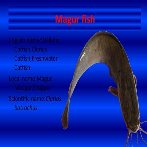 Magur fish(Clarias batrachus)
