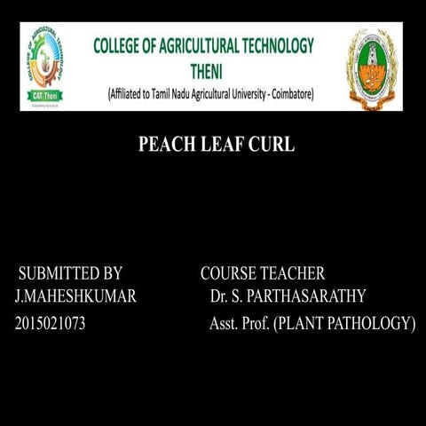 PEACH LEAF CURL