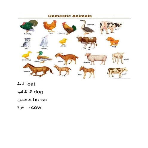 Mahi arabic holiday homework