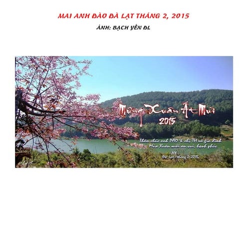 Hoa Mai ANH ĐÀO Đà LạT Tháng 2, 2015
