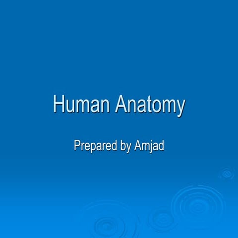 Main Arteries and Veins of the human Neck