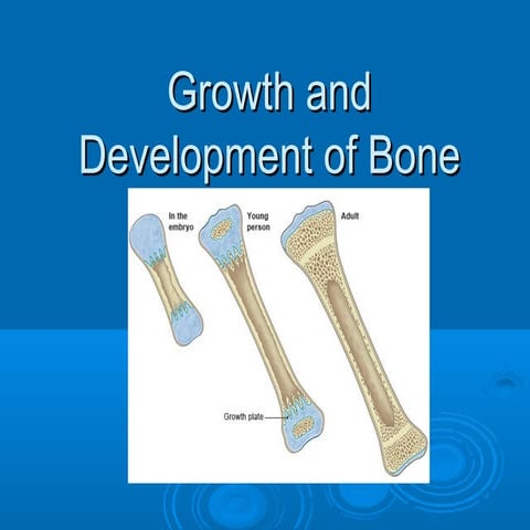 stages of bone formation