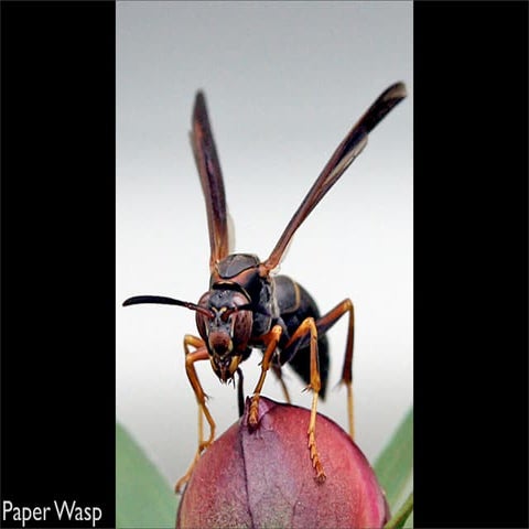 Maine Insects | PDF