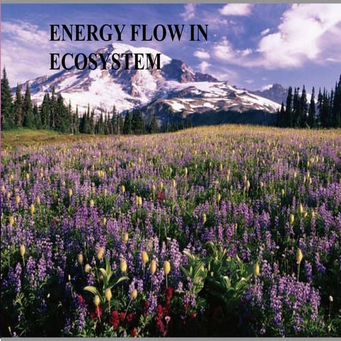 ENERGY FLOW IN ECOSYSTEM